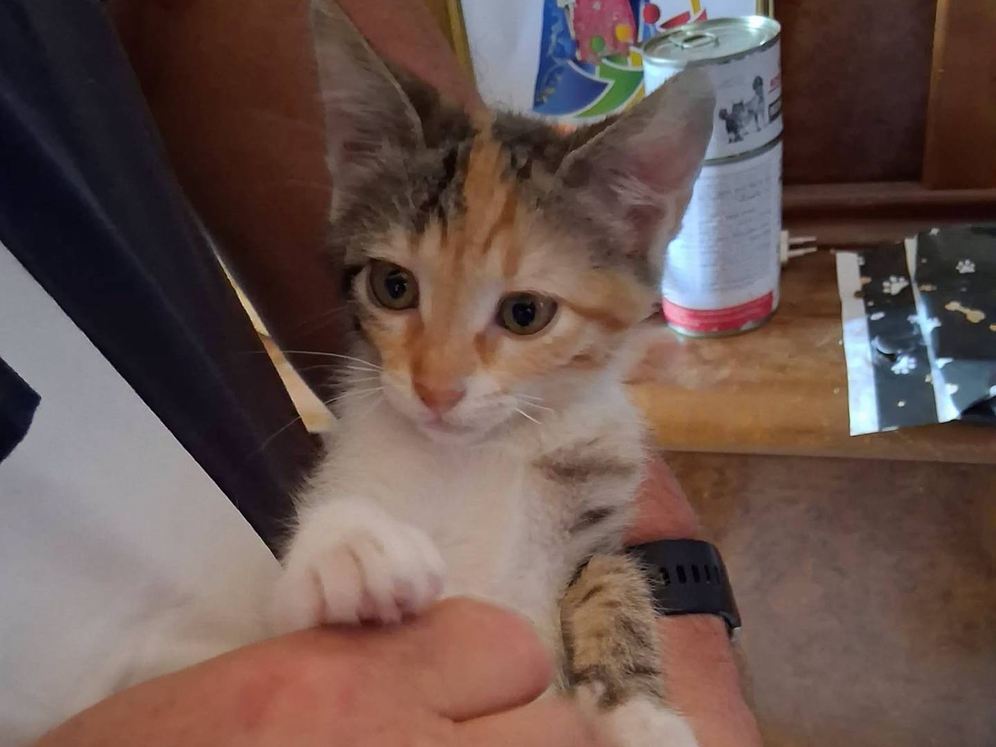Adozione gatto, femmina, Razza sconosciuta Razza sconosciuta, 2 mesi, taglia non valida, Caserta