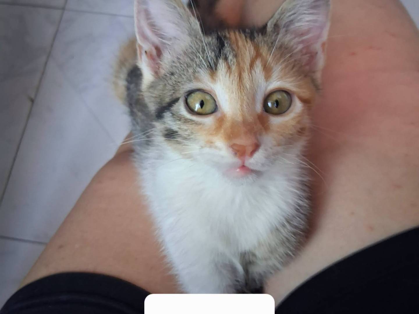 Adotta un gatto, femmina, 2 mesi, Caserta