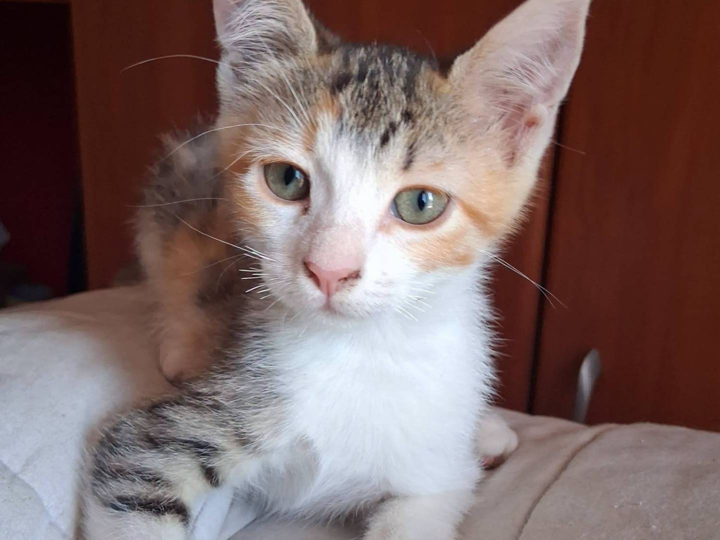 Adotta un gatto, taglia non valida, femmina, Caserta