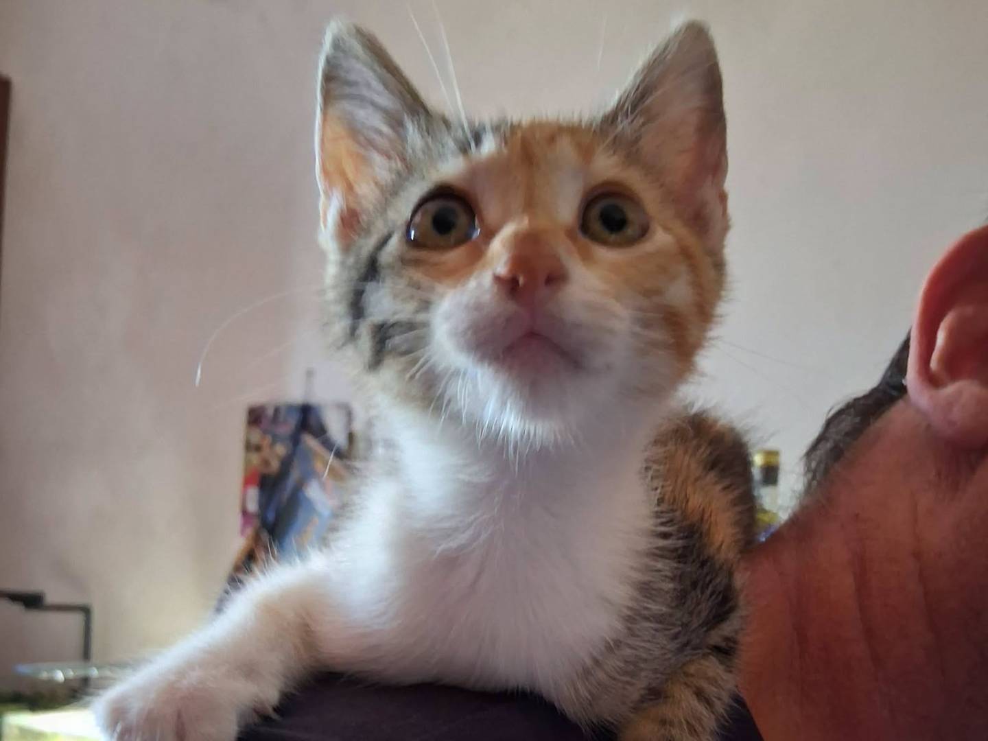Vuoi adottare un gatto a Caserta?
