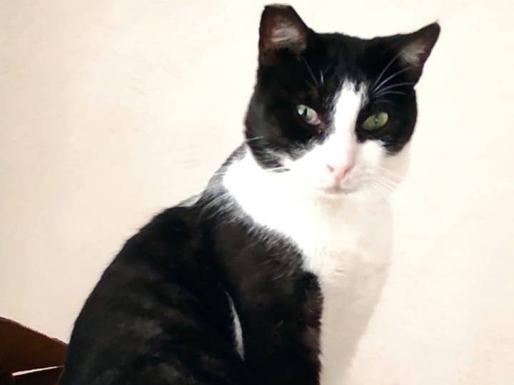 Adotta un gatto, maschio, 4 anni e 6 mesi, Milano