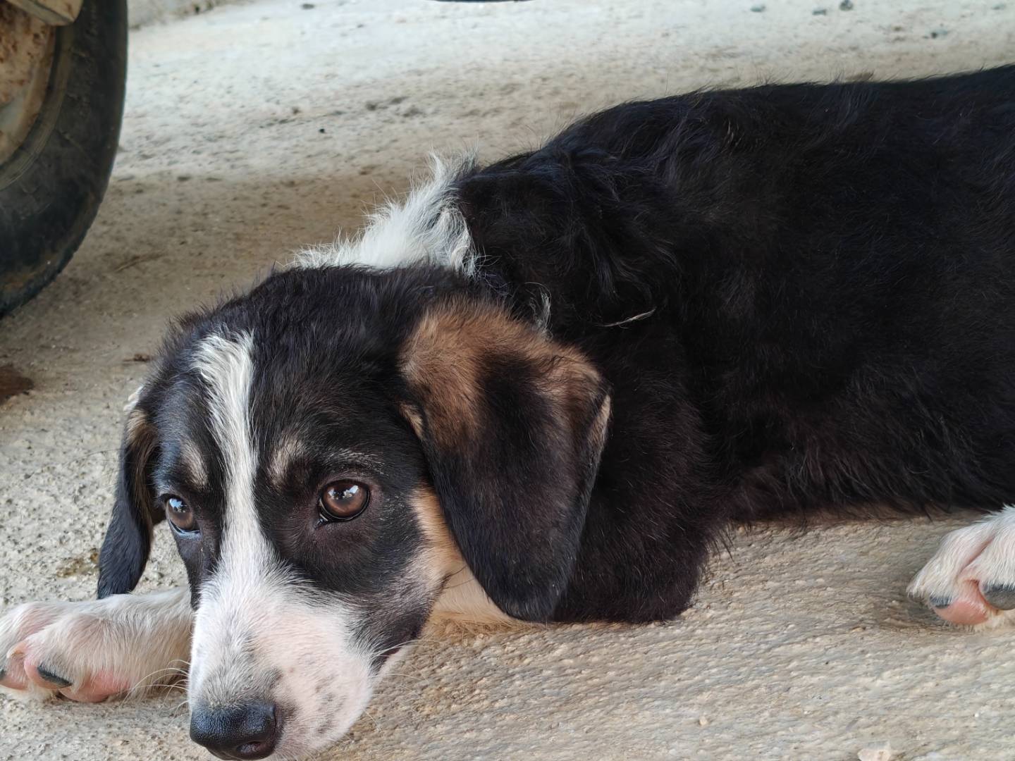 Adozione cane, maschio, Razza sconosciuta Border Collie, 3 mesi, taglia media, Trapani