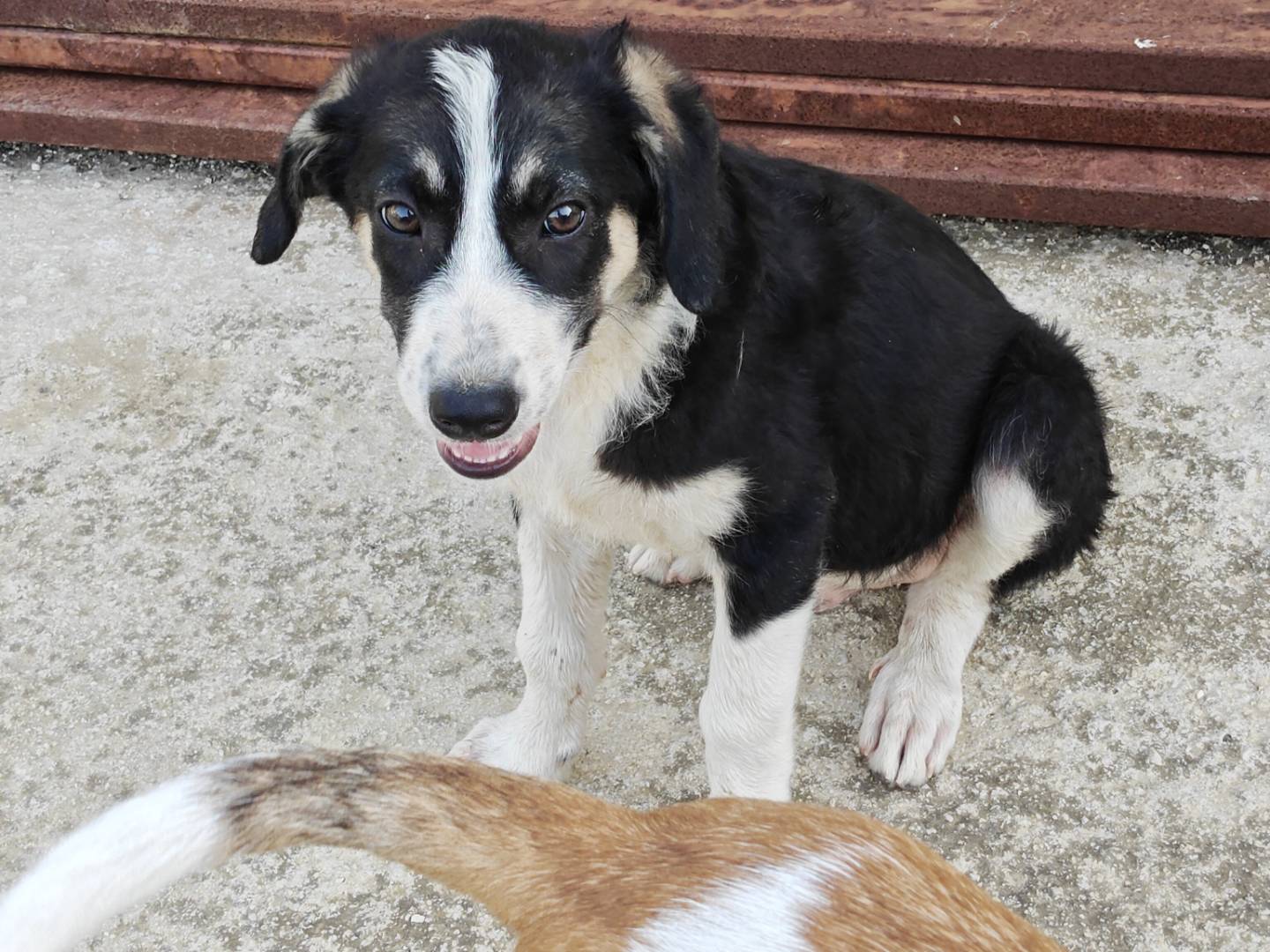 Adotta un cane, maschio, 3 mesi, Trapani