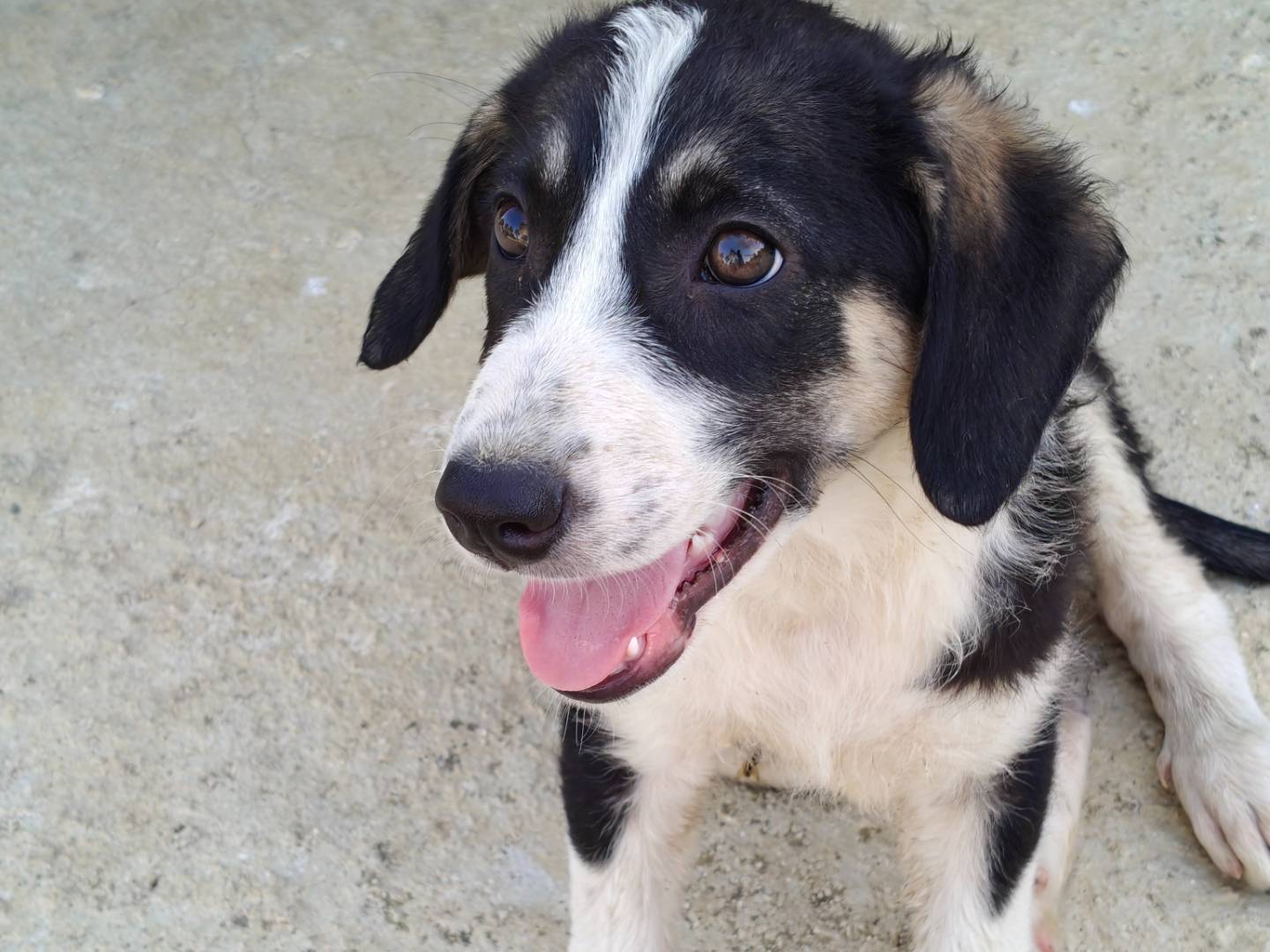 Adotta un cane, taglia media, maschio, Trapani