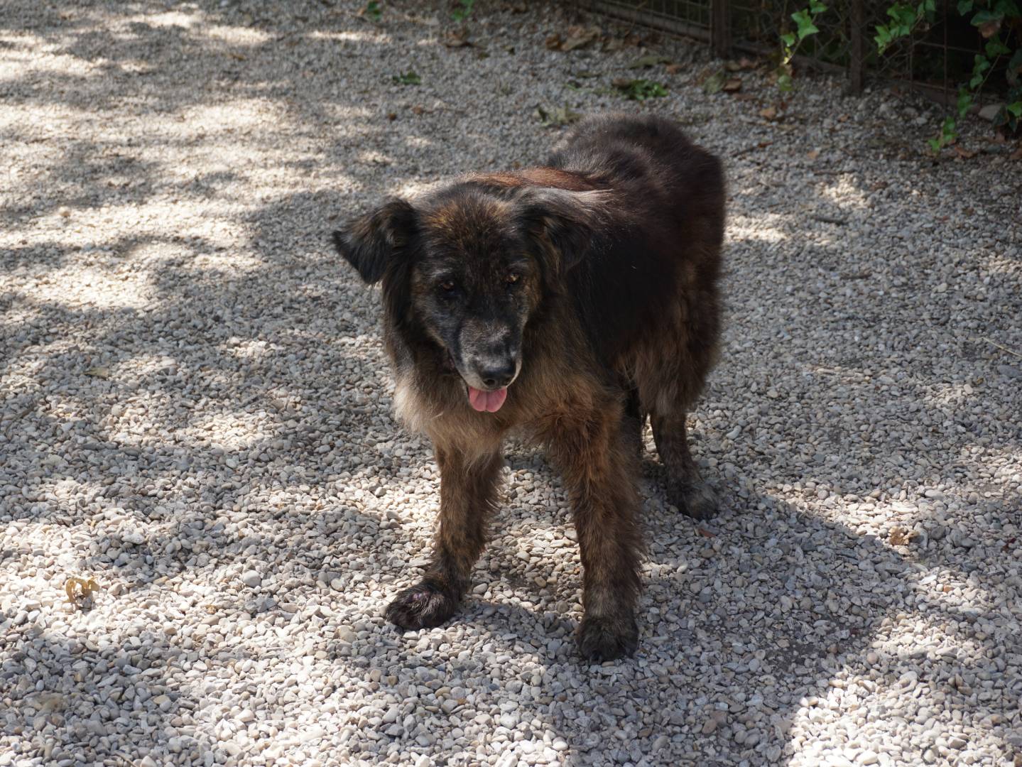Adotta un cane, femmina, 14 anni e 5 mesi, Pescara