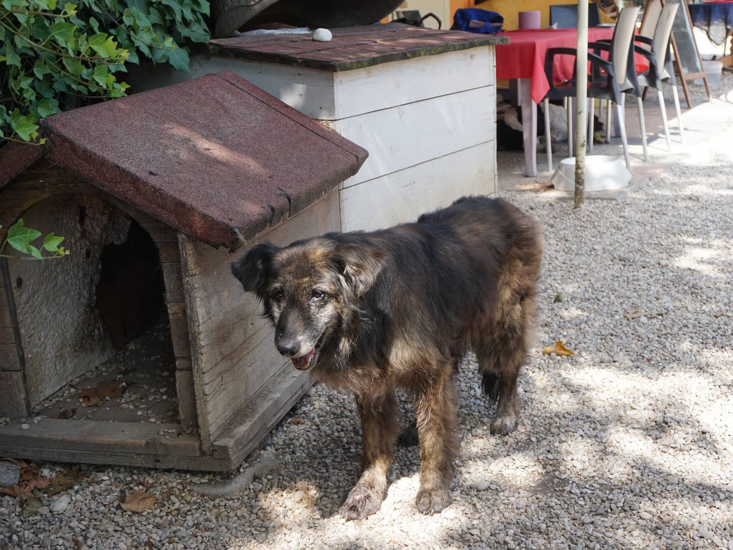 Adotta un cane, taglia media, femmina, Pescara