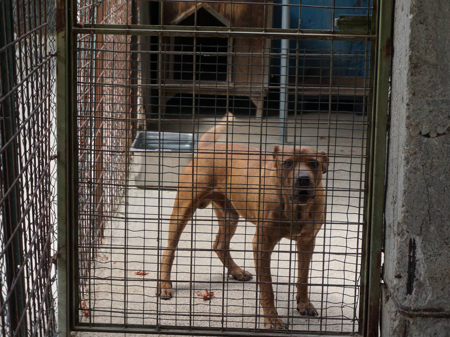 Adozione cane, maschio, Pitbull Razza sconosciuta, 8 anni e 8 mesi, taglia grande, Pescara