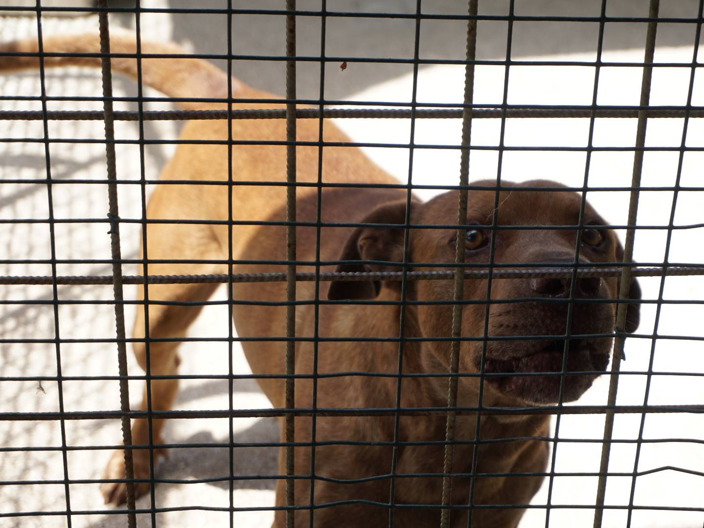 Adotta un cane, maschio, 8 anni e 8 mesi, Pescara