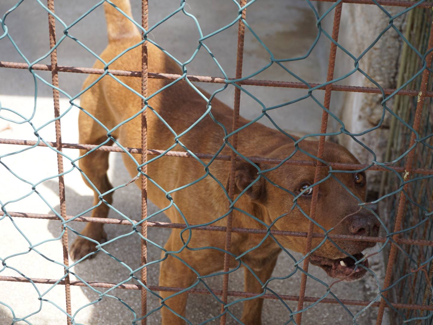 Adotta un cane, taglia grande, maschio, Pescara