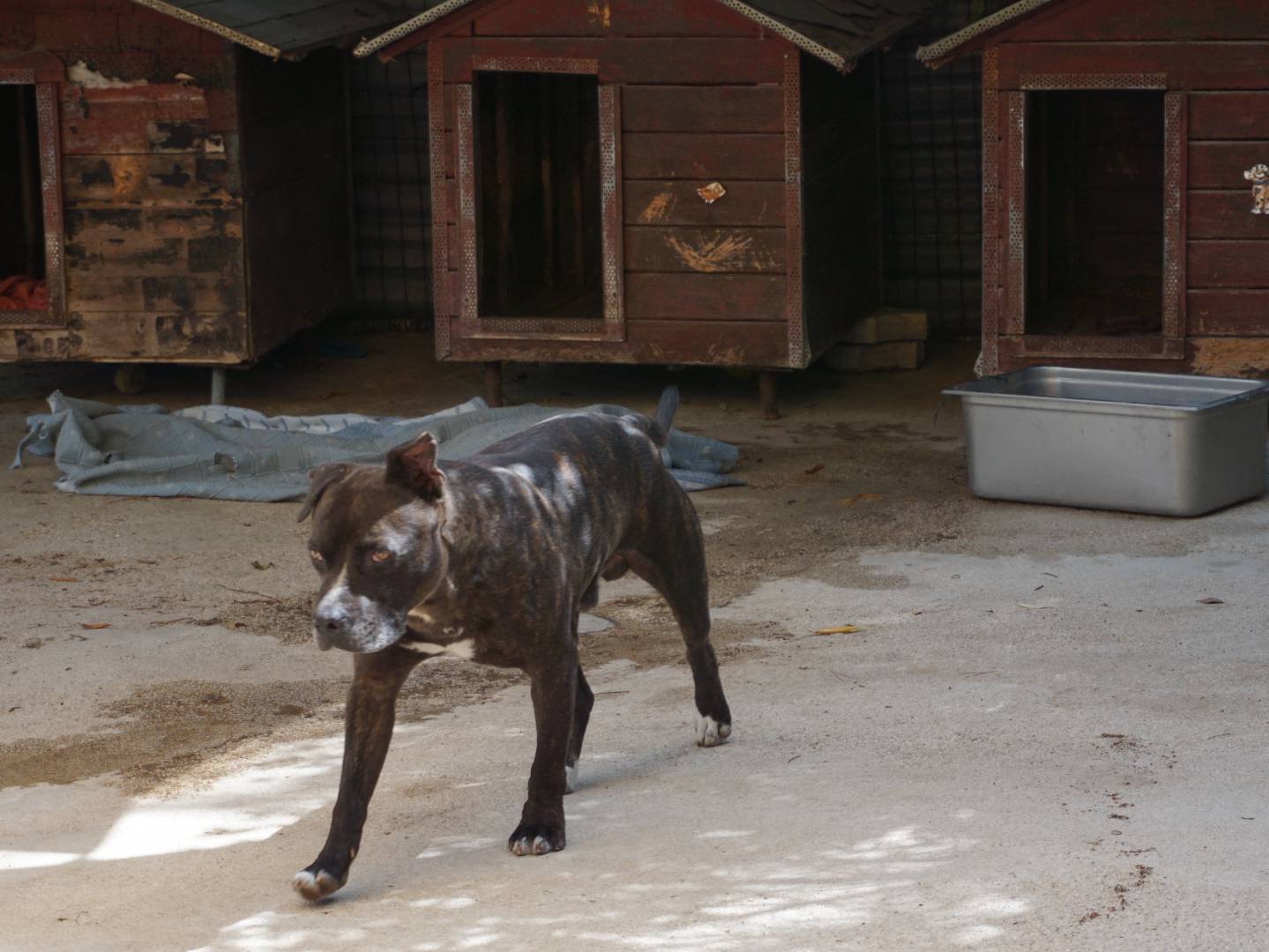 Adotta un cane, taglia media, maschio, Pescara