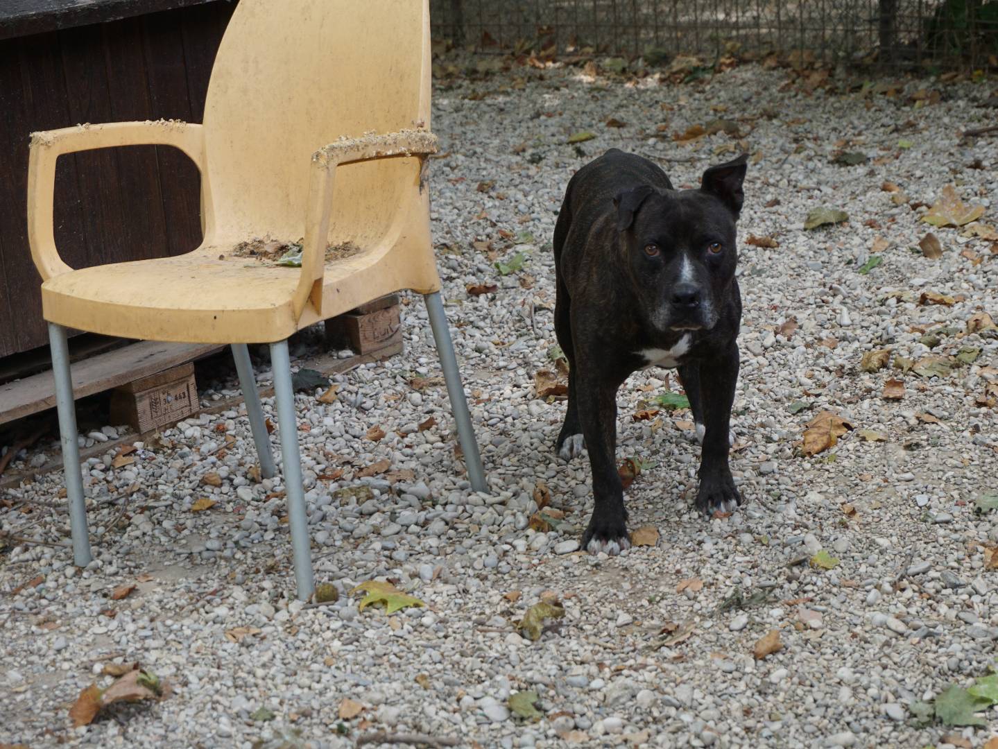Vuoi adottare un cane a Pescara?