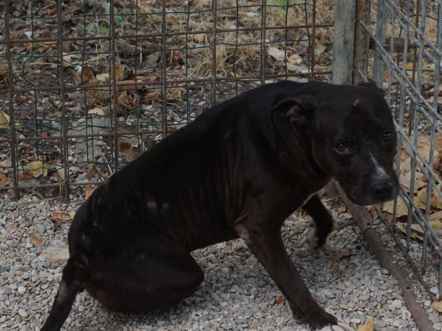 Adozione cane, femmina, Pitbull Razza sconosciuta, 7 anni, taglia media, Pescara