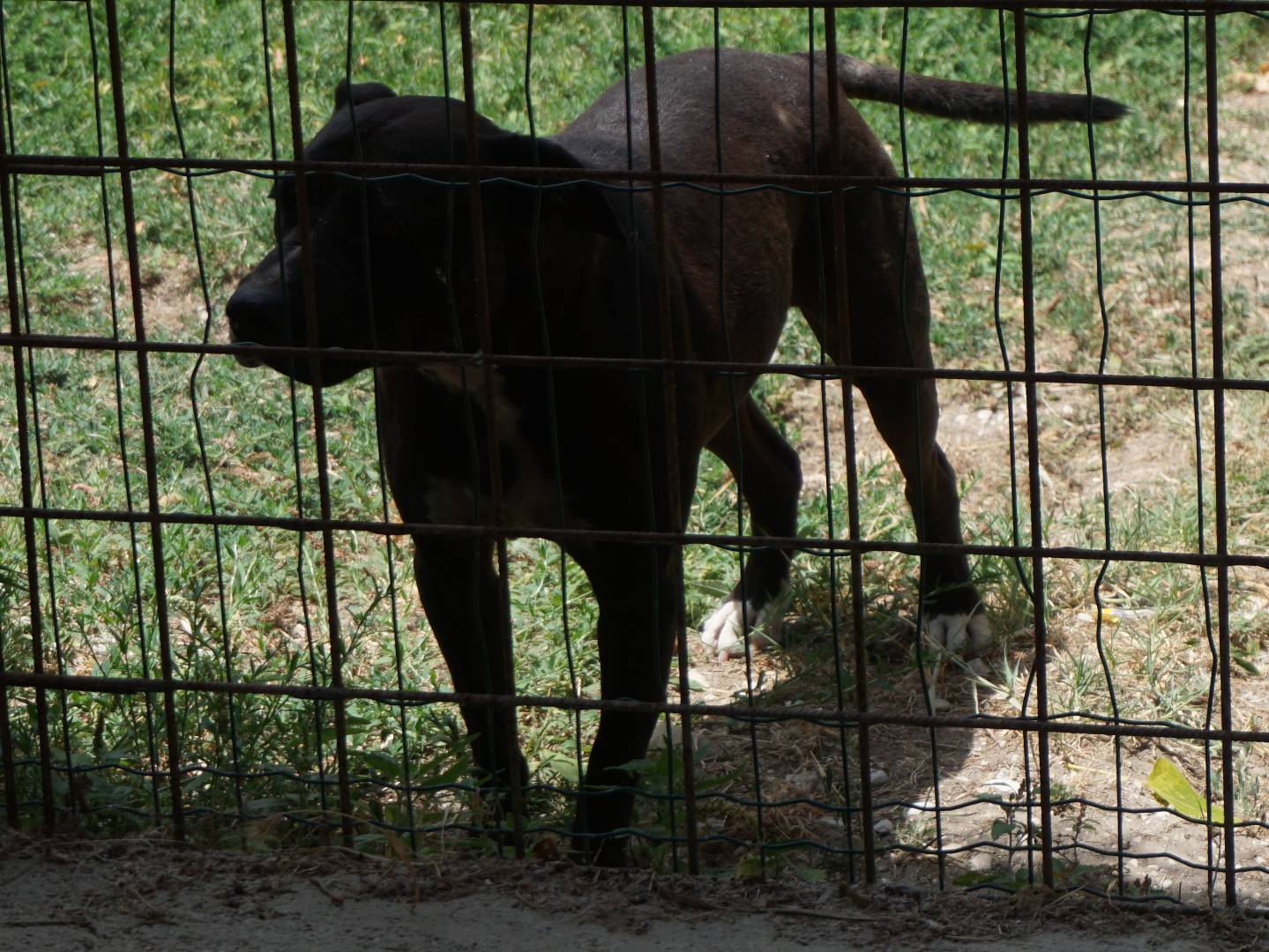 Adotta un cane, femmina, 7 anni, Pescara