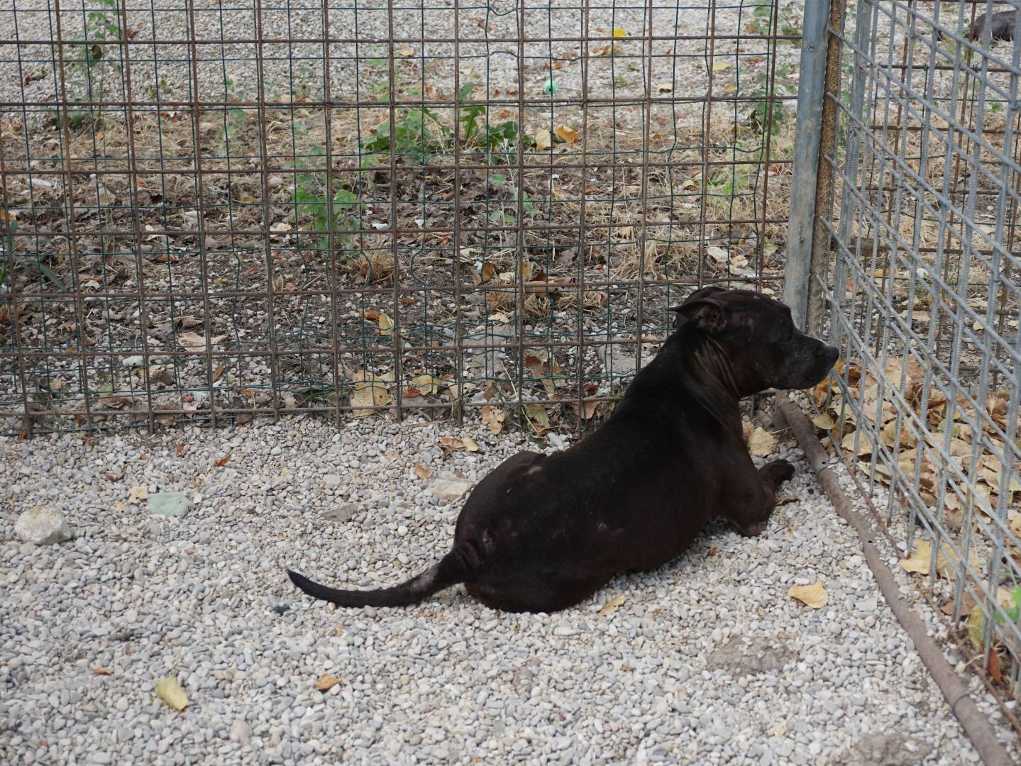 Adotta un cane, taglia media, femmina, Pescara