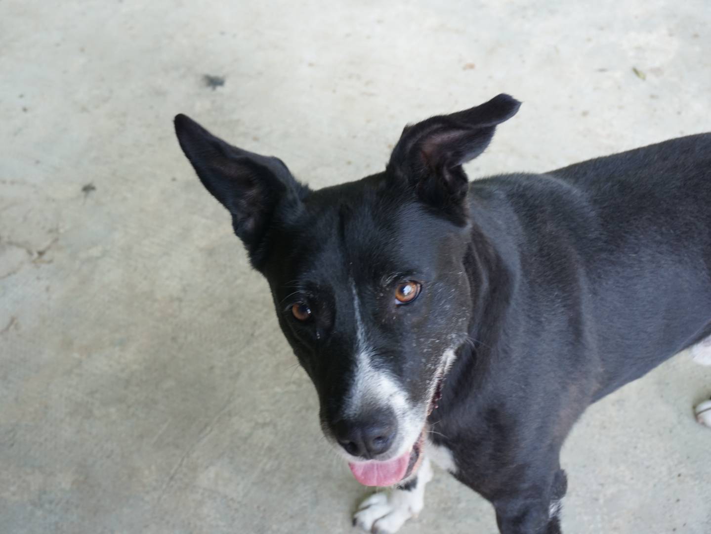 Adozione cane, maschio, Pitbull Razza sconosciuta, 2 anni e 2 mesi, taglia media, Pescara
