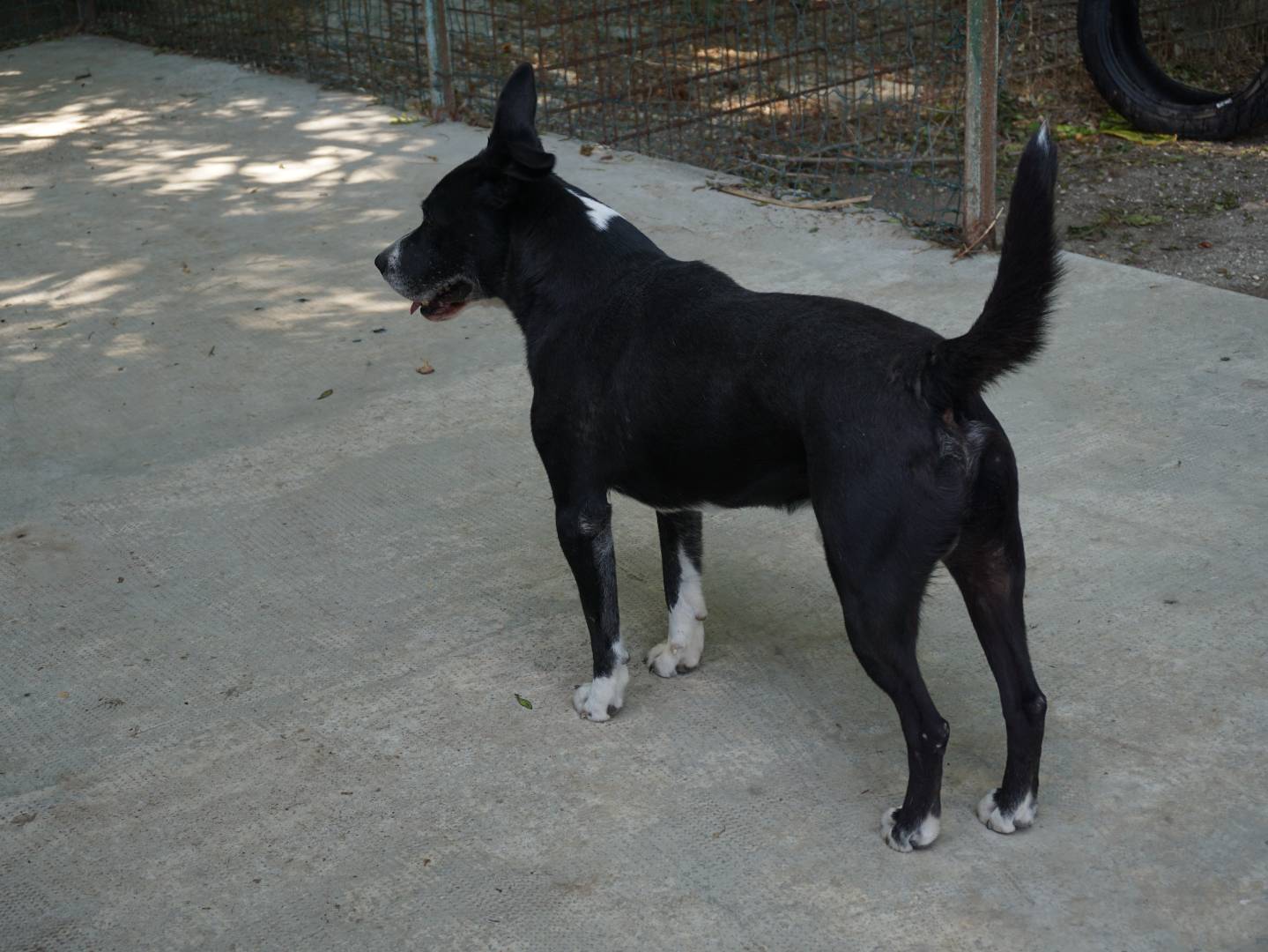 Adotta un cane, maschio, 2 anni e 2 mesi, Pescara