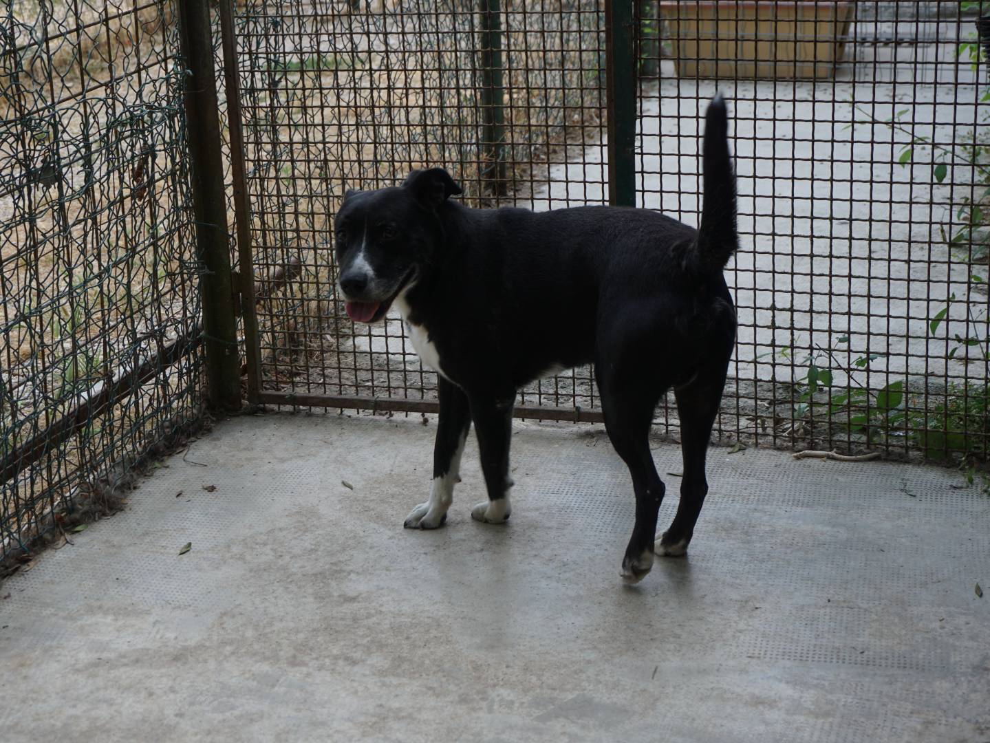 Adotta un cane, taglia media, maschio, Pescara