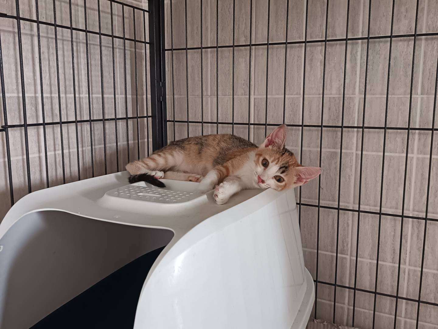 Adozione gatto, femmina, Razza sconosciuta Razza sconosciuta, 3 mesi, taglia non valida, Barletta