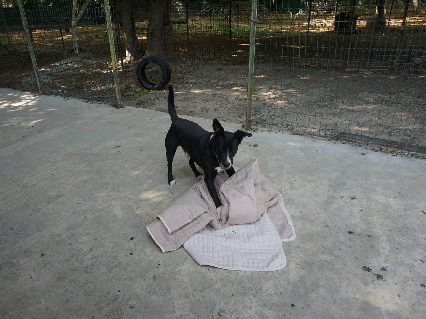 Vuoi adottare un cane a Pescara?