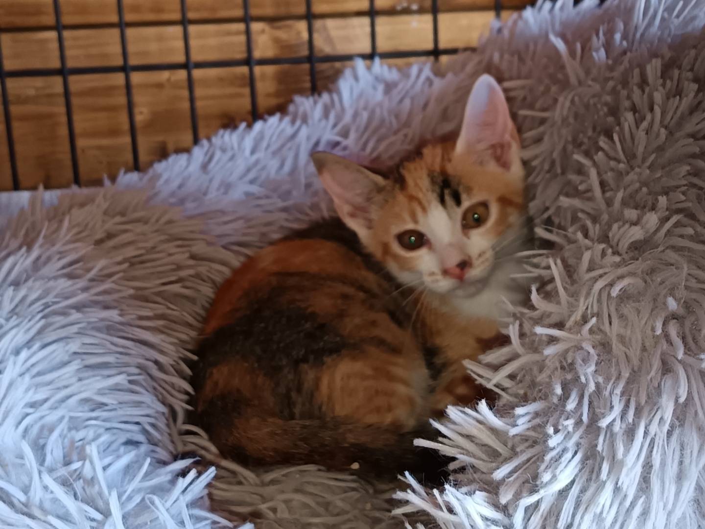 Adotta un gatto, femmina, 3 mesi, Barletta