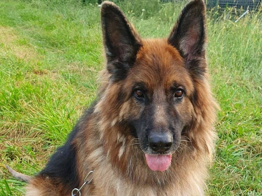Adozione cane, maschio, Razza sconosciuta Razza sconosciuta, 11 anni e 3 mesi, taglia gigante, Lecco