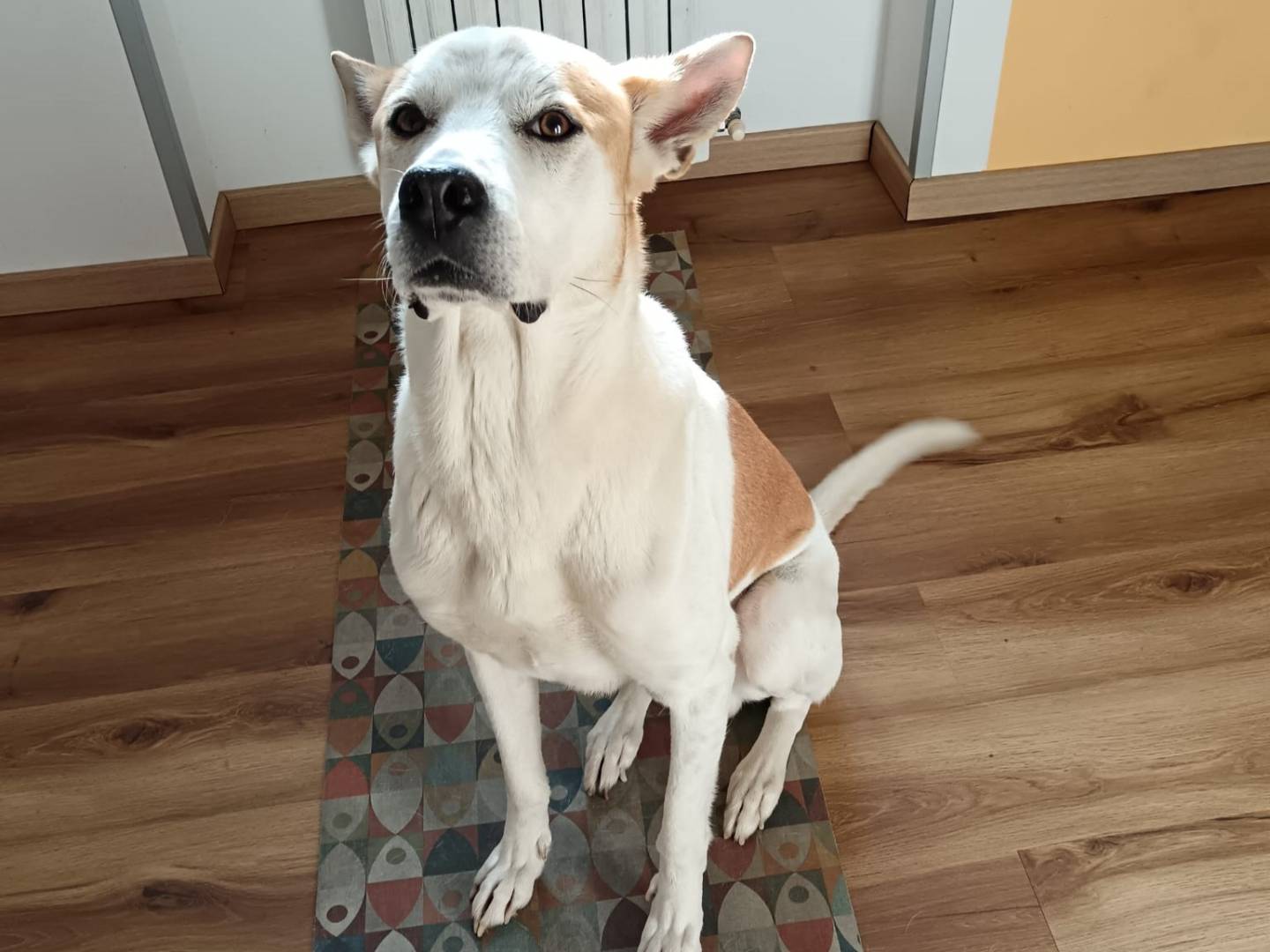 Adotta un cane, taglia media, maschio, Milano