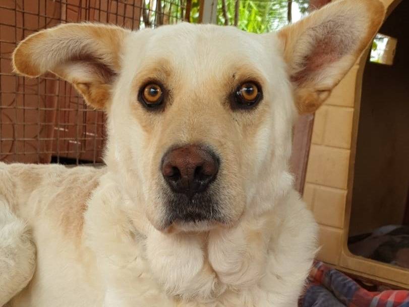 Adozione cane, maschio, Razza sconosciuta Razza sconosciuta, 9 anni e 6 mesi, taglia grande, Varese