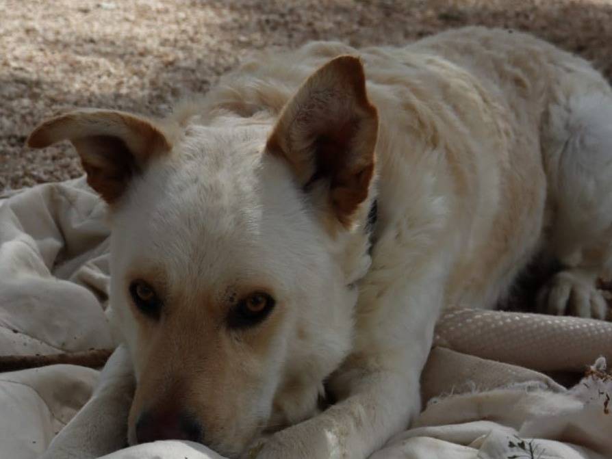 Vuoi adottare un cane a Varese?