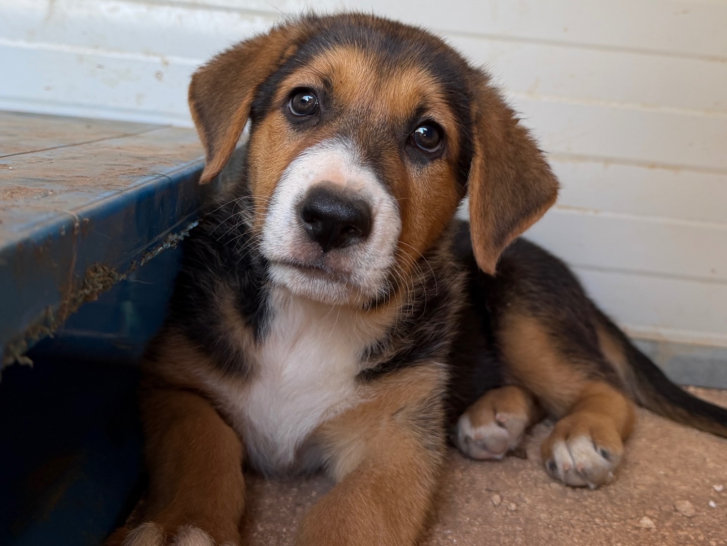 Adozione cane, femmina, Pastore tedesco Razza sconosciuta, 2 mesi, taglia grande, Taranto