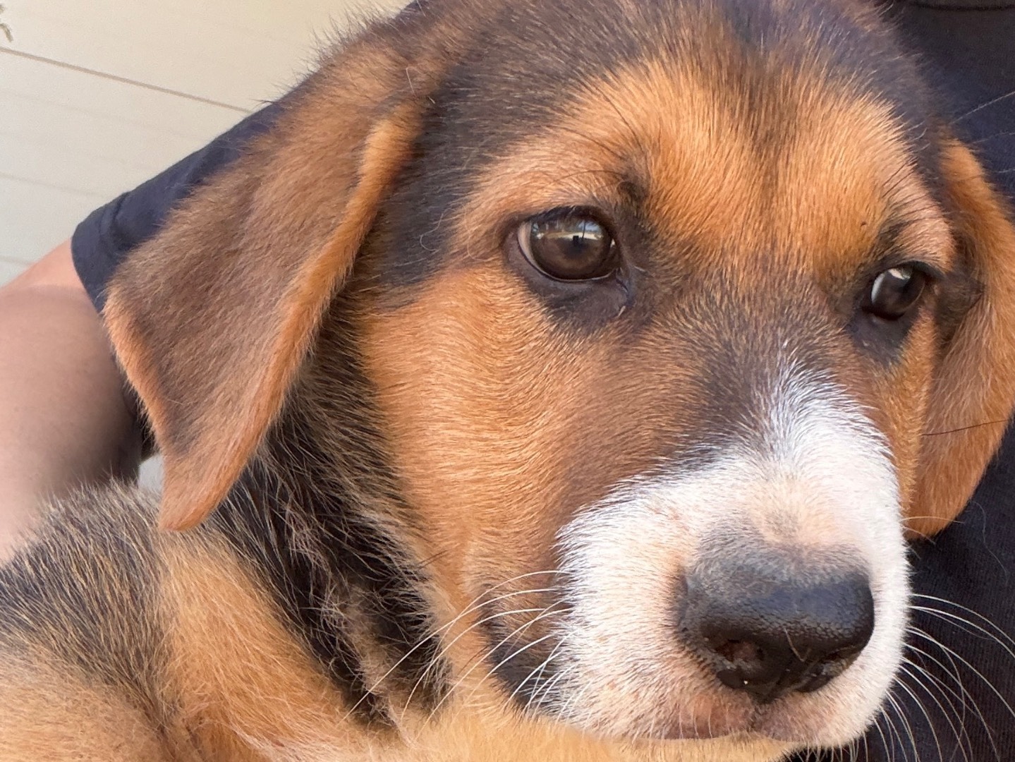 Adotta un cane, femmina, 2 mesi, Taranto