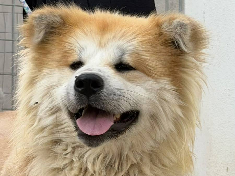 Adozione cane, maschio, Akita Akita, 6 anni e 1 mese, taglia grande, Bari