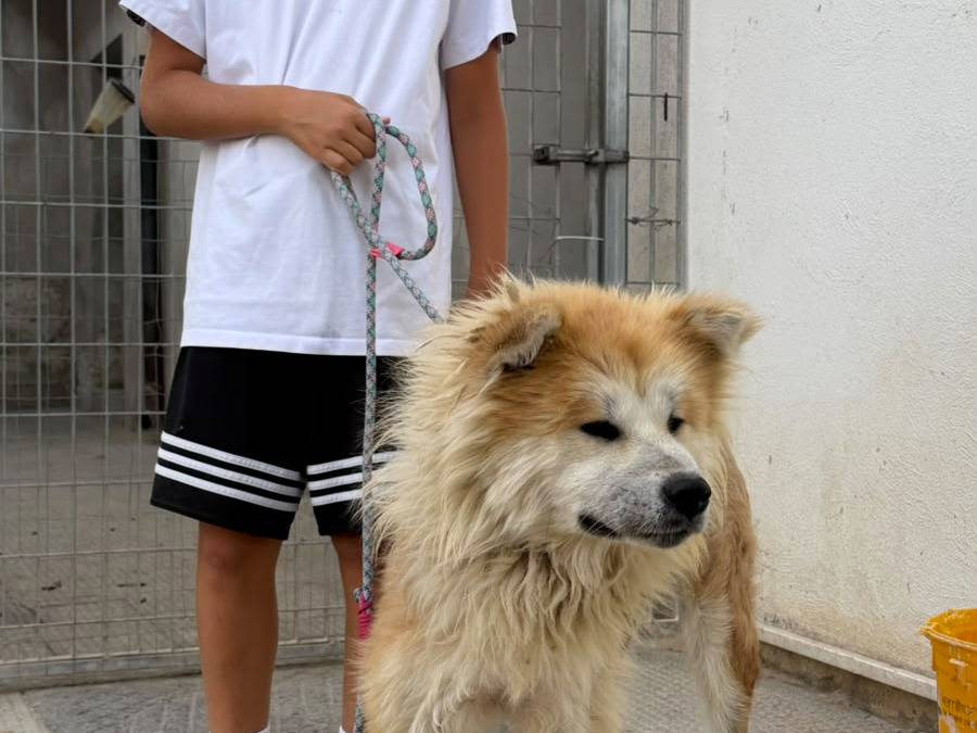 Adotta un cane, maschio, 6 anni e 1 mese, Bari