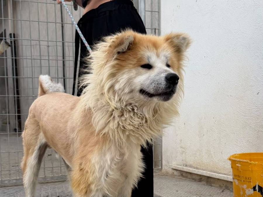 Vuoi adottare un cane a Bari?