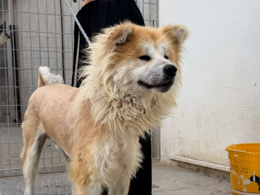 Adotta il cane Step a Bari