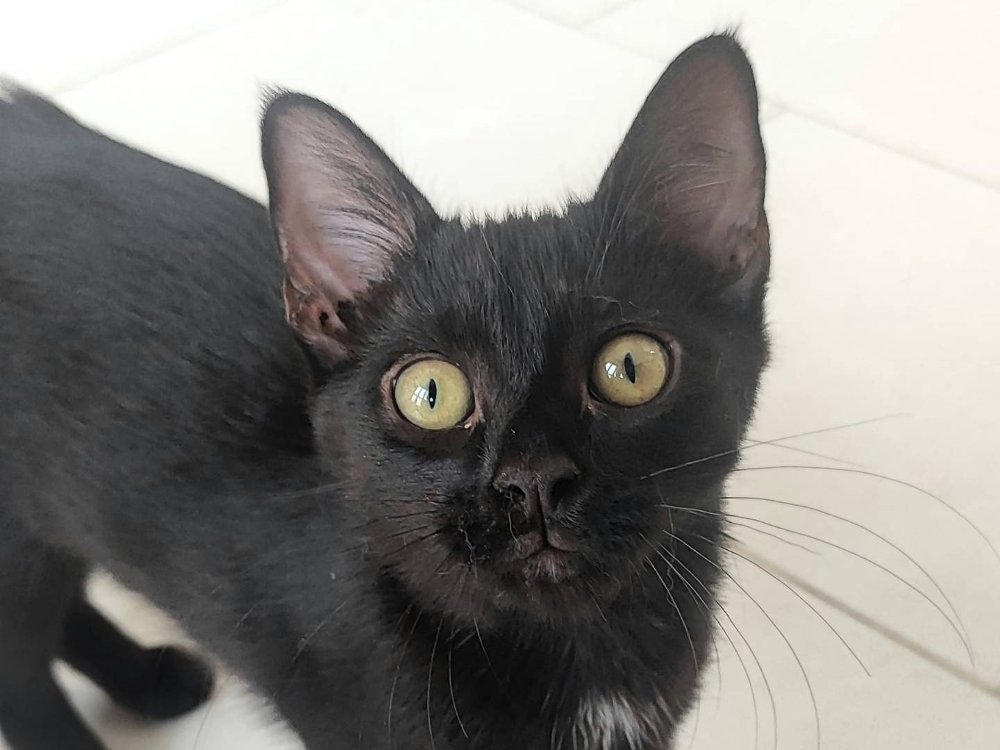 Adozione gatto, femmina, Razza sconosciuta Razza sconosciuta, 4 mesi, taglia non valida, Milano