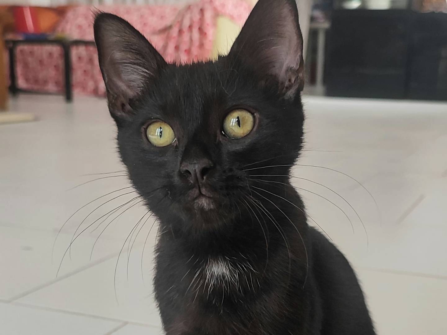 Adotta un gatto, femmina, 4 mesi, Milano