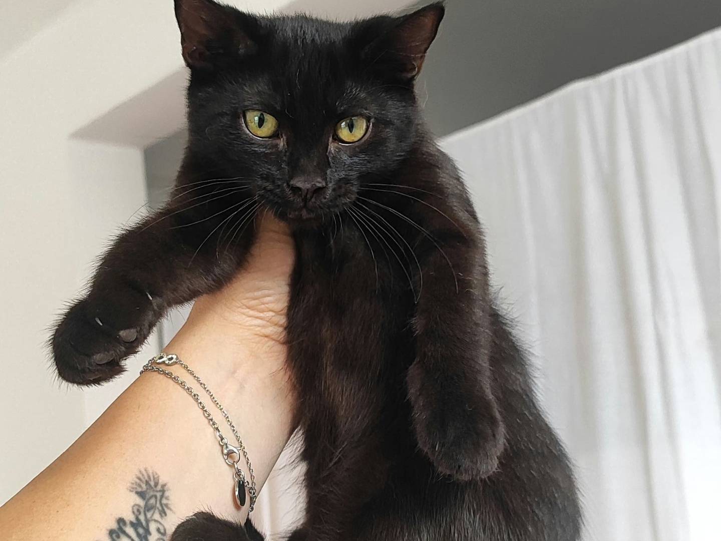 Adotta un gatto, taglia non valida, femmina, Milano