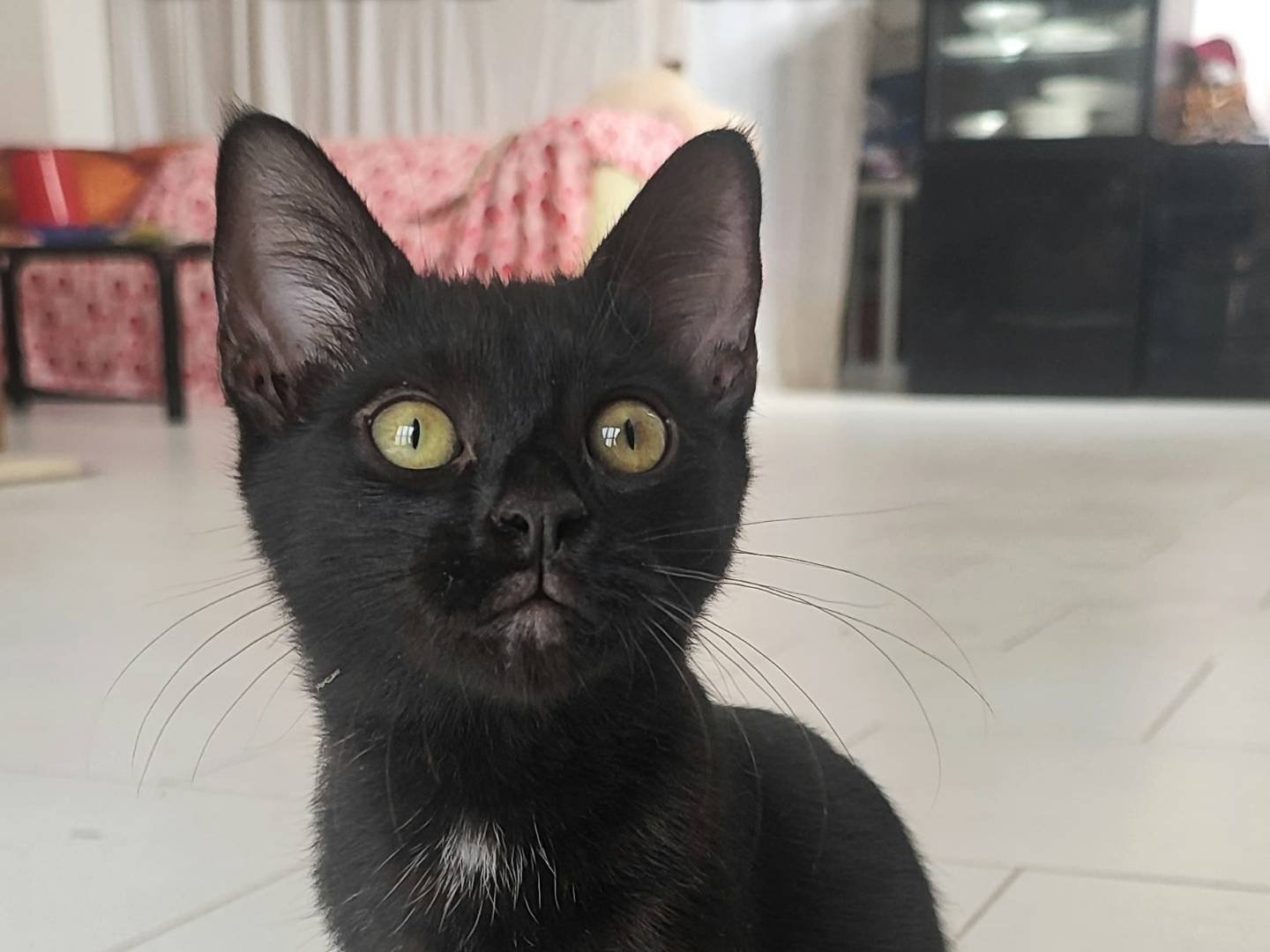 Vuoi adottare un gatto a Milano?