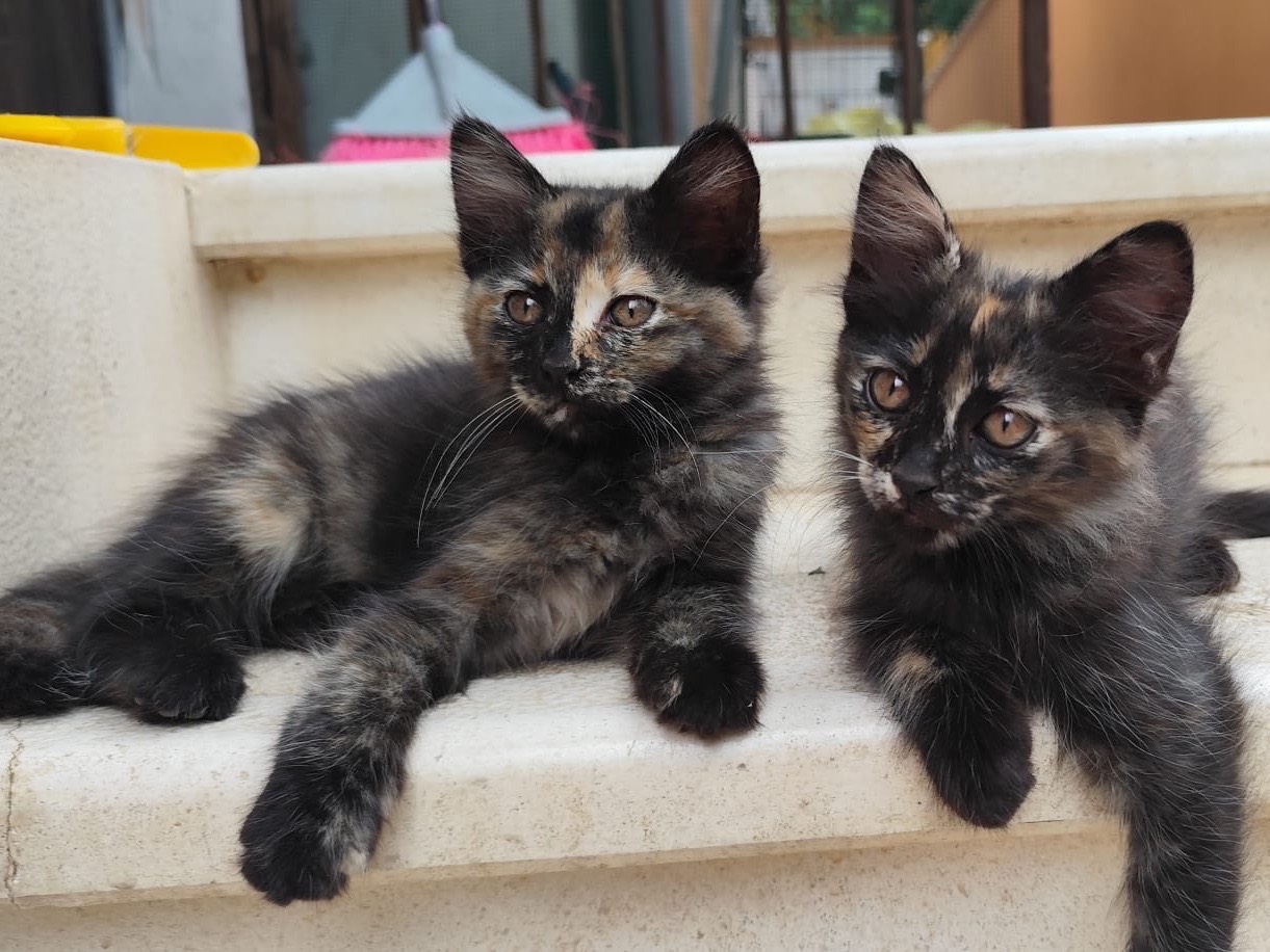 Adozione gatto, femmina, Razza sconosciuta Razza sconosciuta, 3 mesi, taglia non valida, Laquila