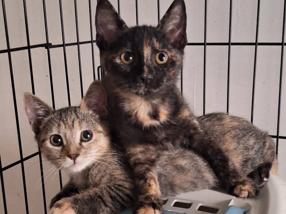 Adotta un gatto, taglia non valida, femmina, Varese
