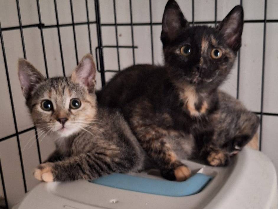 Adozione gatto, femmina, Razza sconosciuta Razza sconosciuta, 3 mesi, taglia non valida, Varese