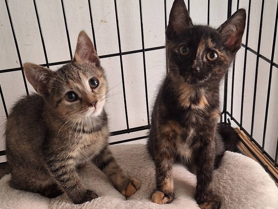 Adotta un gatto, femmina, 3 mesi, Varese