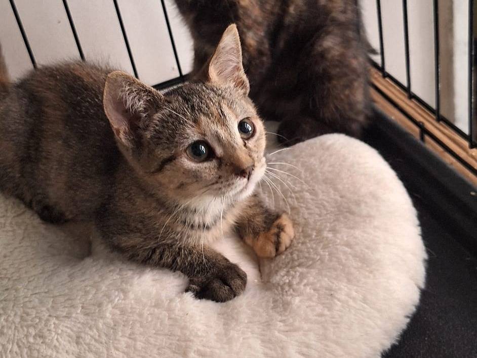 Vuoi adottare un gatto a Varese?