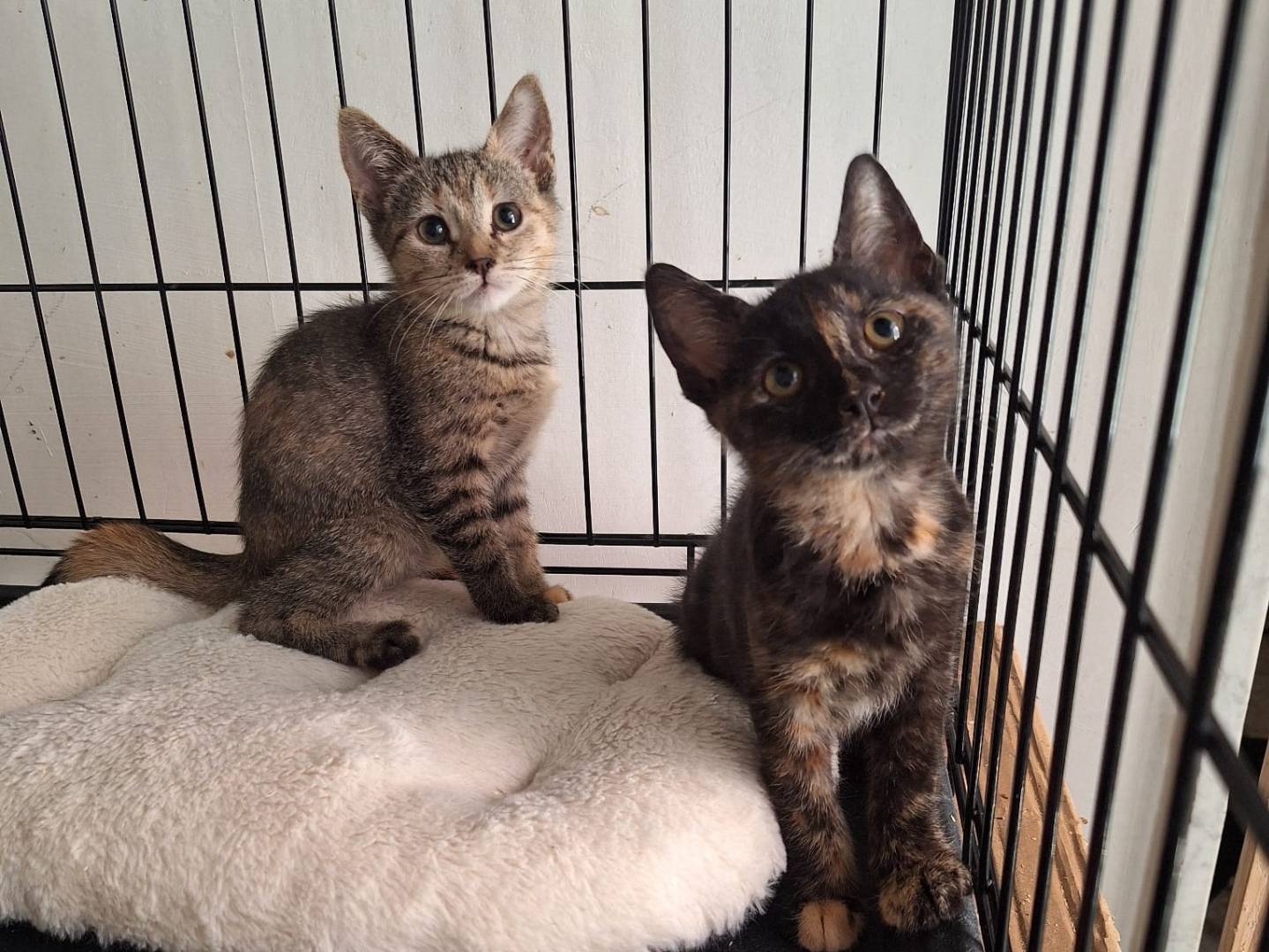Adotta il gatto Moe e Punch  a Varese