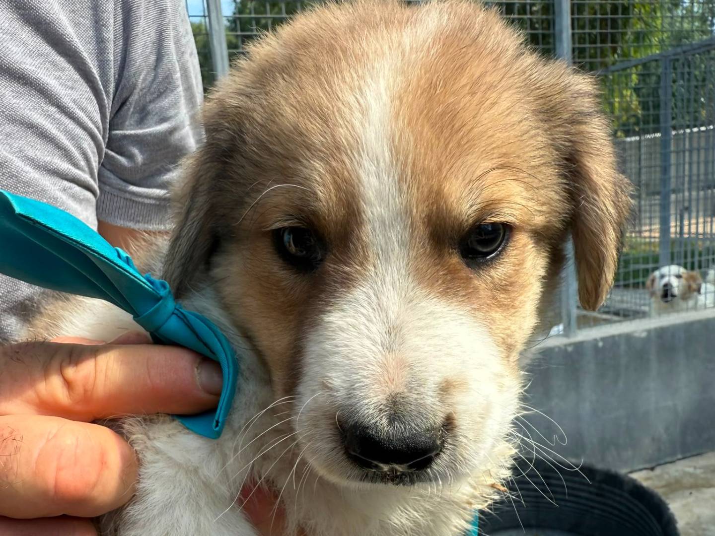 Adozione cane, maschio, Razza sconosciuta Razza sconosciuta, 2 mesi, taglia media, Caserta