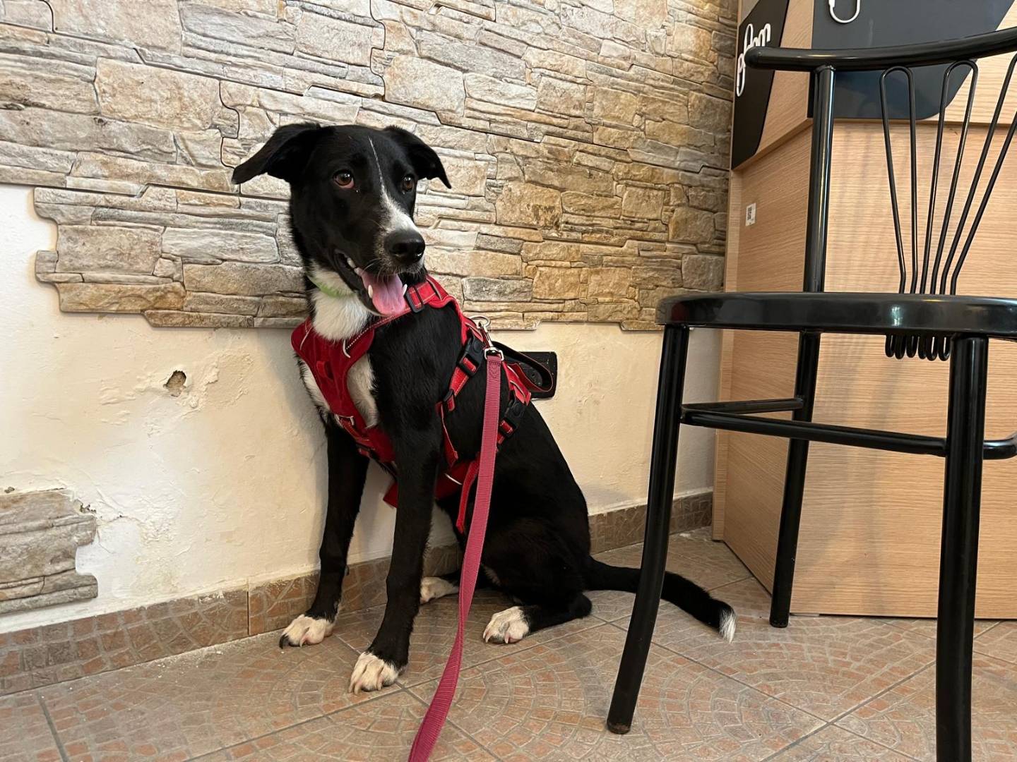 Adozione cane, femmina, Razza sconosciuta Razza sconosciuta, 7 mesi, taglia media, Milano