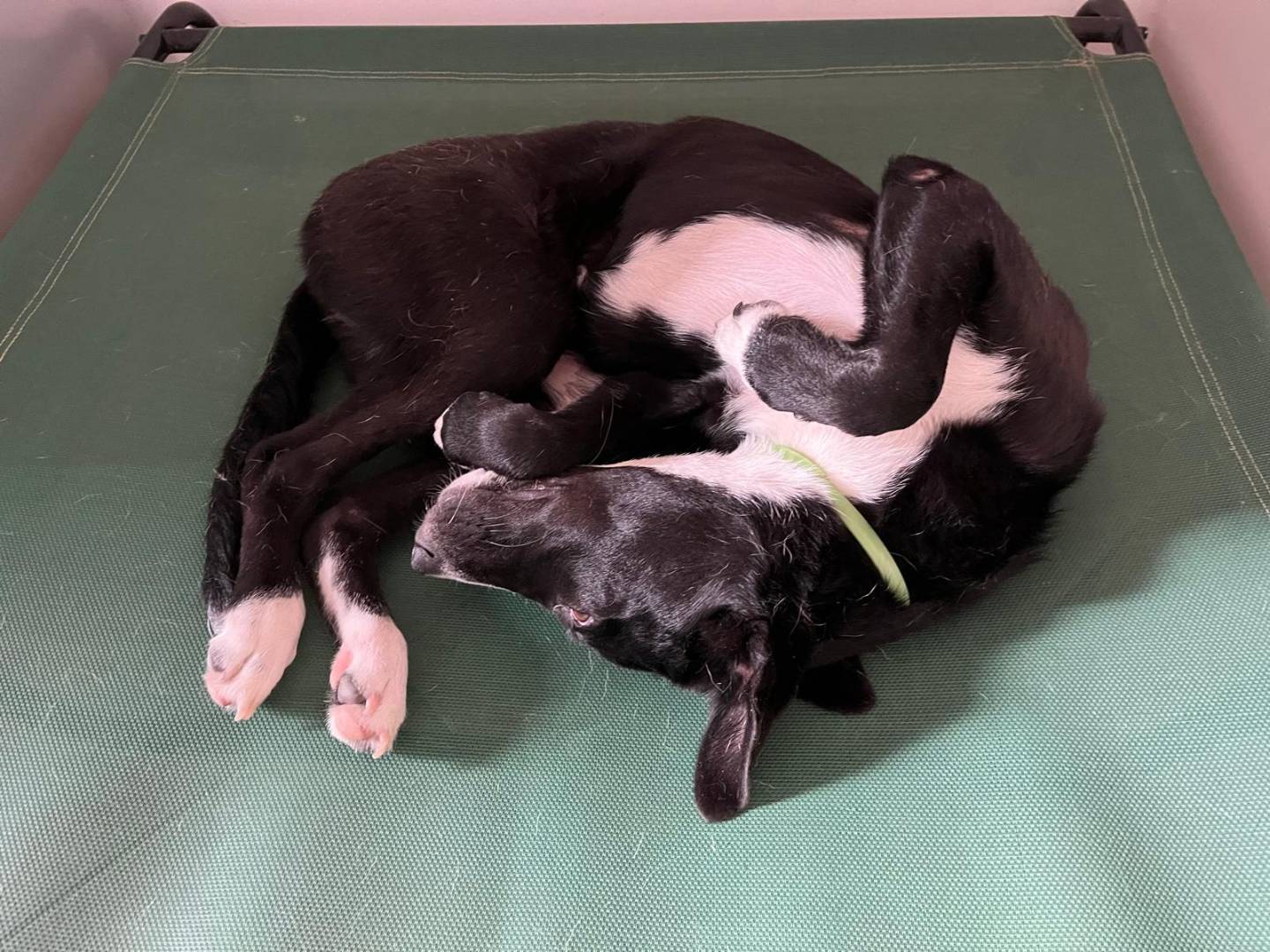 Adotta un cane, taglia media, femmina, Milano