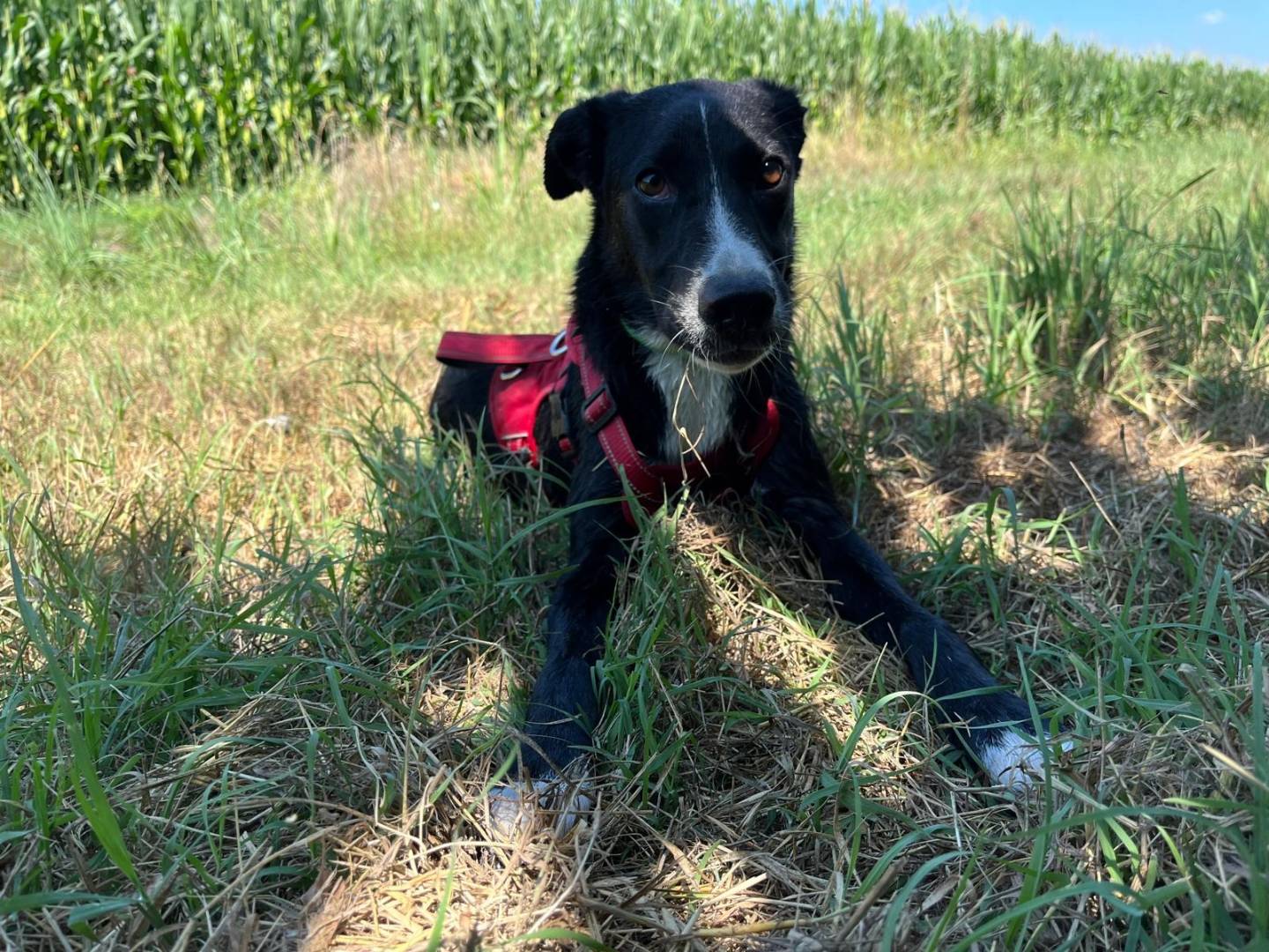 Vuoi adottare un cane a Milano?
