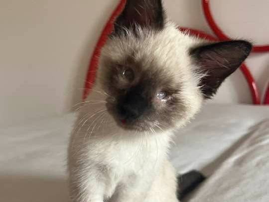 Adozione gatto, maschio, Siamese Razza sconosciuta, 1 mese, taglia non valida, Catanzaro