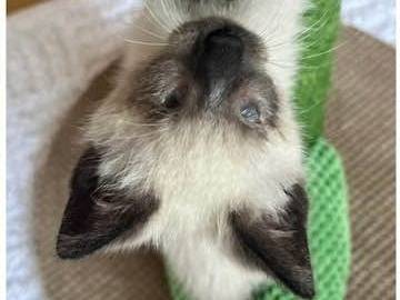 Adotta un gatto, maschio, 1 mese, Catanzaro
